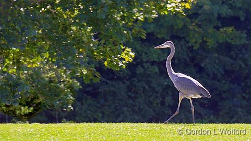 Backlit Heron_15160.jpg - Great Blue Heron (Ardea herodias) photographed along the Rideau Canal Waterway at Washburn, Ontario, Canada.